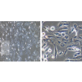 anti-HYAL1 antibody (Hyaluronidase-1) (N-Term)
