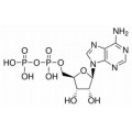 anti-HYAL1 antibody (Hyaluronidase-1) (N-Term)