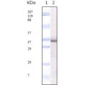 anti-HYAL1 antibody (Hyaluronidase-1) (N-Term)