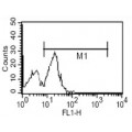 anti-HYAL1 antibody (Hyaluronidase-1) (N-Term)