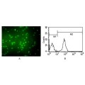 anti-HYAL1 antibody (Hyaluronidase-1) (N-Term)
