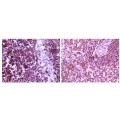 anti-HYAL1 antibody (Hyaluronidase-1) (N-Term)