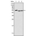 anti-HYAL1 antibody (Hyaluronidase-1) (N-Term)