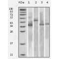 anti-HYAL1 antibody (Hyaluronidase-1) (N-Term)