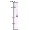 anti-HYAL1 antibody (Hyaluronidase-1) (N-Term)