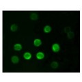 anti-HYAL1 antibody (Hyaluronidase-1) (N-Term)