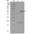anti-HYAL1 antibody (Hyaluronidase-1) (N-Term)