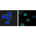 anti-HYAL1 antibody (Hyaluronidase-1) (N-Term)