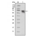 anti-HYAL1 antibody (Hyaluronidase-1) (N-Term)