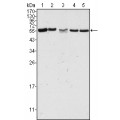 anti-HYAL1 antibody (Hyaluronidase-1) (N-Term)