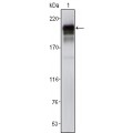 anti-HYAL1 antibody (Hyaluronidase-1) (N-Term)