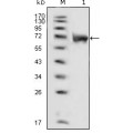 anti-HYAL1 antibody (Hyaluronidase-1) (N-Term)