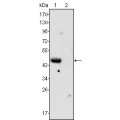 anti-HYAL1 antibody (Hyaluronidase-1) (N-Term)