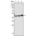 anti-HYAL1 antibody (Hyaluronidase-1) (N-Term)