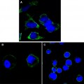 anti-HYAL1 antibody (Hyaluronidase-1) (N-Term)