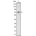 anti-HYAL1 antibody (Hyaluronidase-1) (N-Term)