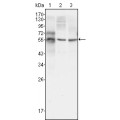 anti-HYAL1 antibody (Hyaluronidase-1) (N-Term)