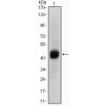 anti-HYAL1 antibody (Hyaluronidase-1) (N-Term)