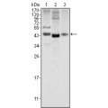 anti-HYAL1 antibody (Hyaluronidase-1) (N-Term)