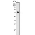 anti-HYAL1 antibody (Hyaluronidase-1) (N-Term)