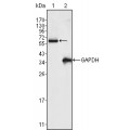 anti-HYAL1 antibody (Hyaluronidase-1) (N-Term)