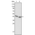 anti-HYAL1 antibody (Hyaluronidase-1) (N-Term)