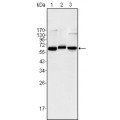 anti-HYAL1 antibody (Hyaluronidase-1) (N-Term)