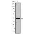 anti-HYAL1 antibody (Hyaluronidase-1) (N-Term)