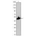 anti-HYAL1 antibody (Hyaluronidase-1) (N-Term)