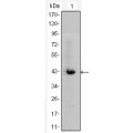 anti-HYAL1 antibody (Hyaluronidase-1) (N-Term)