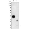 anti-HYAL1 antibody (Hyaluronidase-1) (N-Term)