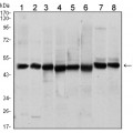 anti-HYAL1 antibody (Hyaluronidase-1) (N-Term)