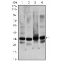 anti-HYAL1 antibody (Hyaluronidase-1) (N-Term)
