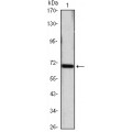 anti-HYAL1 antibody (Hyaluronidase-1) (N-Term)