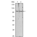 anti-HYAL1 antibody (Hyaluronidase-1) (N-Term)