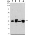 anti-HYAL1 antibody (Hyaluronidase-1) (N-Term)