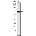 anti-HYAL1 antibody (Hyaluronidase-1) (N-Term)