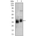 anti-HYAL1 antibody (Hyaluronidase-1) (N-Term)