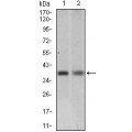 anti-HYAL1 antibody (Hyaluronidase-1) (N-Term)