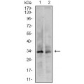 anti-HYAL1 antibody (Hyaluronidase-1) (N-Term)