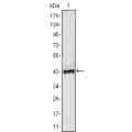 anti-HYAL1 antibody (Hyaluronidase-1) (N-Term)