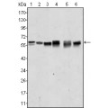 anti-HYAL1 antibody (Hyaluronidase-1) (N-Term)