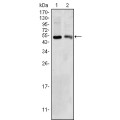 anti-HYAL1 antibody (Hyaluronidase-1) (N-Term)