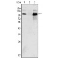 anti-HYAL1 antibody (Hyaluronidase-1) (N-Term)