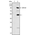 anti-HYAL1 antibody (Hyaluronidase-1) (N-Term)