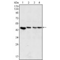 anti-HYAL1 antibody (Hyaluronidase-1) (N-Term)