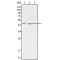 anti-HYAL1 antibody (Hyaluronidase-1) (N-Term)