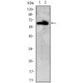 anti-HYAL1 antibody (Hyaluronidase-1) (N-Term)