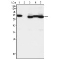 anti-HYAL1 antibody (Hyaluronidase-1) (N-Term)