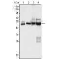 anti-HYAL1 antibody (Hyaluronidase-1) (N-Term)